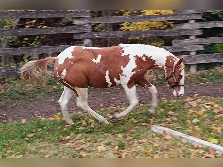 American Paint Horse Ogier 1 Rok Tovero wszelkich maści in Theresienfeld
