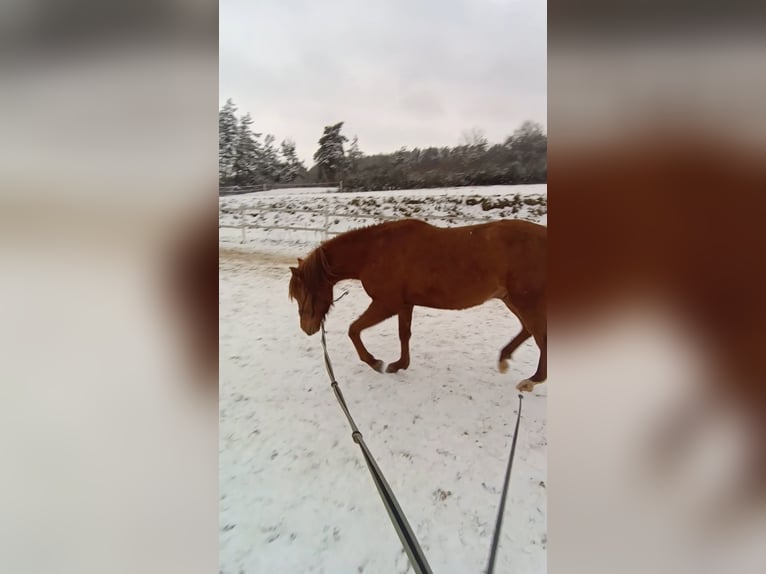 American Paint Horse Mix Ogier 2 lat 135 cm Kasztanowata in Příbram