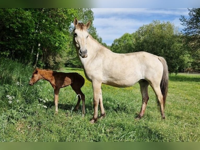 American Paint Horse Mix Ogier 2 lat 135 cm Kasztanowata in Příbram