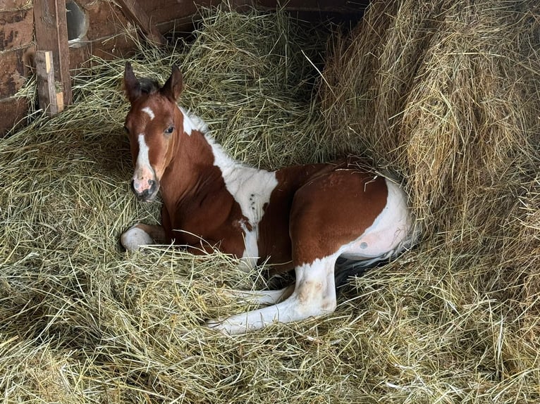 American Paint Horse Ogier 2 lat 141 cm Tobiano wszelkich maści in Mechelroda