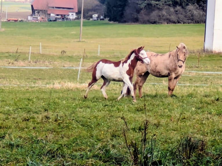 American Paint Horse Ogier 2 lat 145 cm Srokata in Dunningen