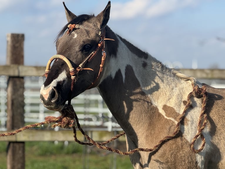 American Paint Horse Ogier 2 lat 147 cm Tobiano wszelkich maści in Sint-Gillis-Waas