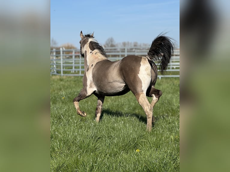 American Paint Horse Ogier 2 lat 147 cm Tobiano wszelkich maści in Sint-Gillis-Waas