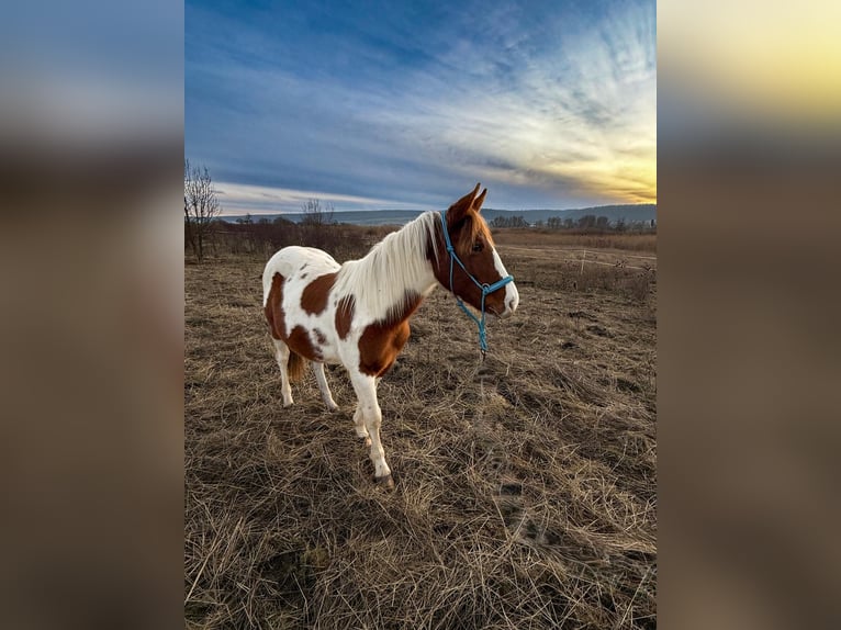 American Paint Horse Ogier 2 lat 150 cm Tobiano wszelkich maści in Bad Frankenhausen