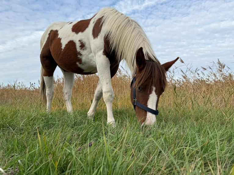 American Paint Horse Ogier 2 lat 150 cm Tobiano wszelkich maści in Bad Frankenhausen