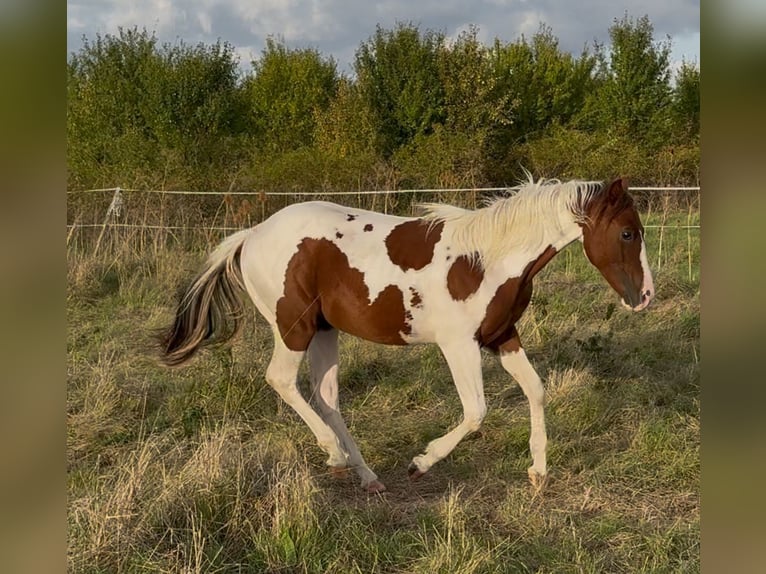 American Paint Horse Ogier 2 lat 150 cm Tobiano wszelkich maści in Bad Frankenhausen
