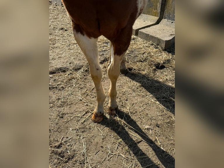 American Paint Horse Ogier 2 lat 150 cm Tobiano wszelkich maści in Bad Frankenhausen