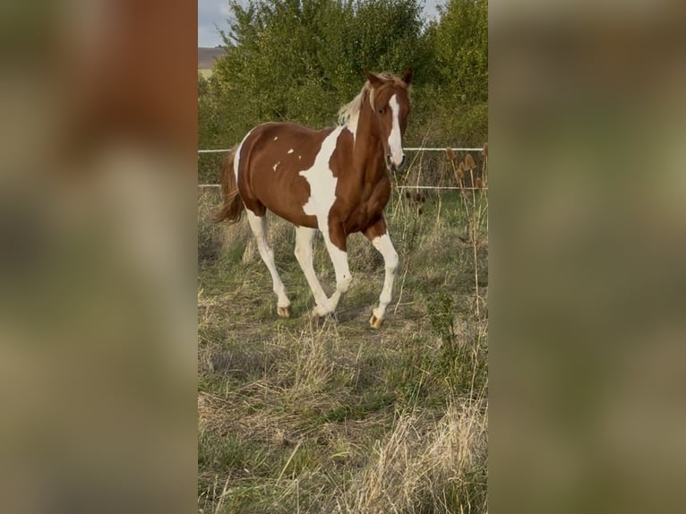 American Paint Horse Ogier 2 lat 150 cm Tobiano wszelkich maści in Rottleben