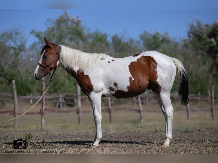 American Paint Horse Ogier 2 lat 151 cm Tobiano wszelkich maści in Izsák