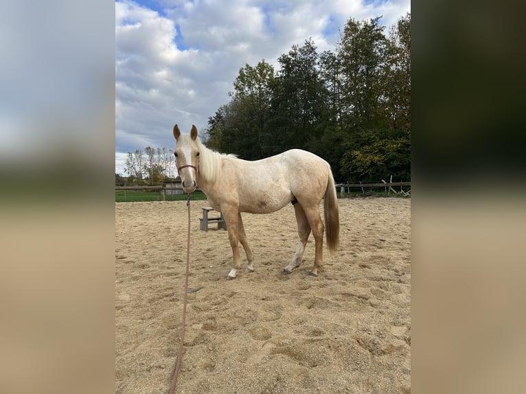 American Paint Horse Ogier 2 lat 152 cm Izabelowata in Rottenbach