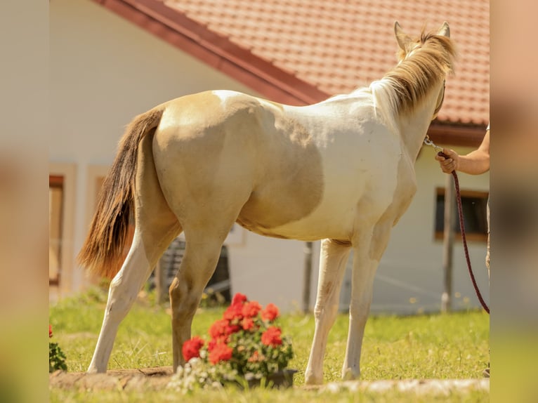 American Paint Horse Ogier 2 lat Szampańska in Oravska poruba