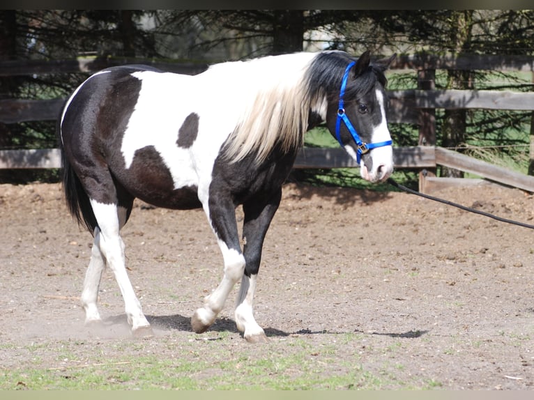 American Paint Horse Ogier 3 lat 130 cm Srokata in Finsterwalde