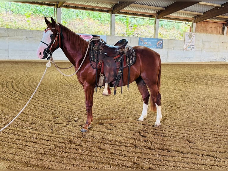 American Paint Horse Ogier 3 lat 145 cm Kasztanowata in Ahorn
