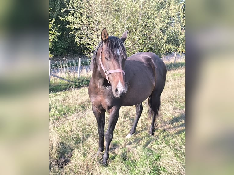 American Paint Horse Ogier 3 lat 147 cm Ciemnogniada in Bastogne