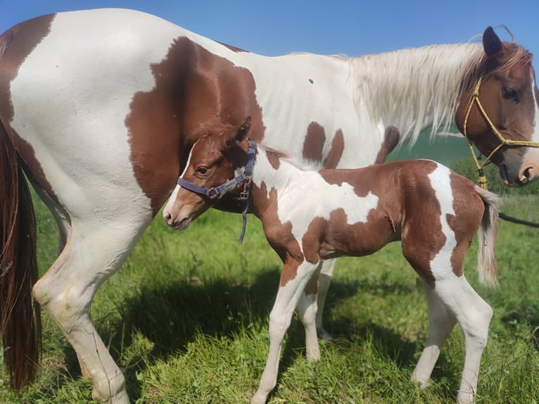American Paint Horse Ogier 3 lat 150 cm Tobiano wszelkich maści in Rottleben