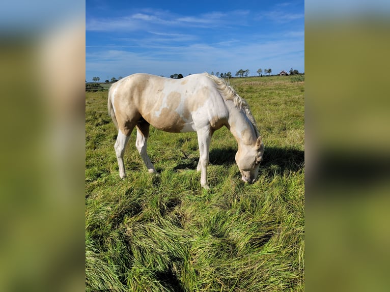 American Paint Horse Ogier 3 lat 155 cm Izabelowata in Leer (Ostfriesland)