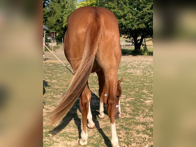 American Paint Horse Ogier 3 lat 156 cm Kasztanowata in Bretten