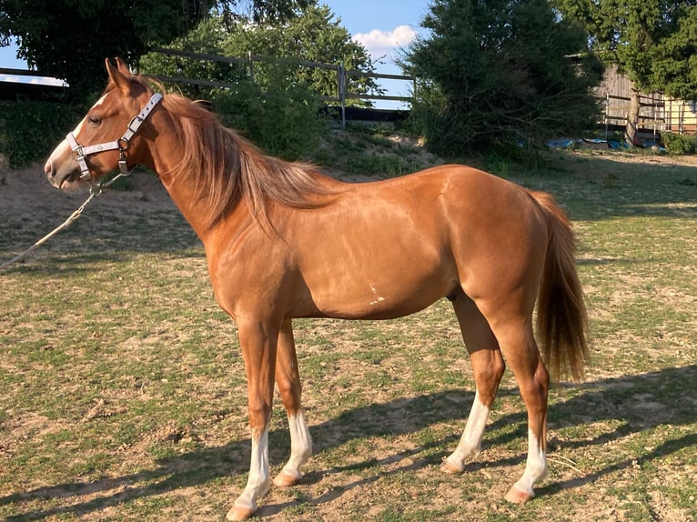 American Paint Horse Ogier 3 lat 156 cm Kasztanowata in Bretten