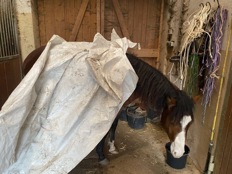 American Paint Horse Ogier 3 lat 160 cm Overo wszelkich maści in Schillingsfürst
