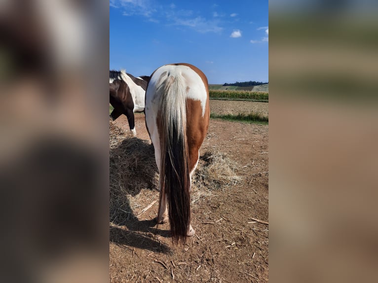 American Paint Horse Ogier 4 lat 145 cm Tobiano wszelkich maści in Mistelbach