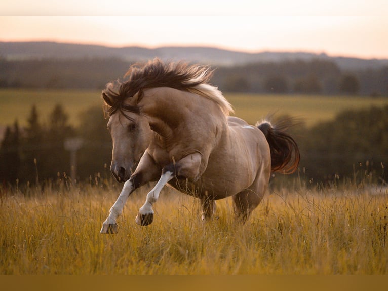 American Paint Horse Ogier 4 lat 148 cm Jelenia in Bad Wurzach