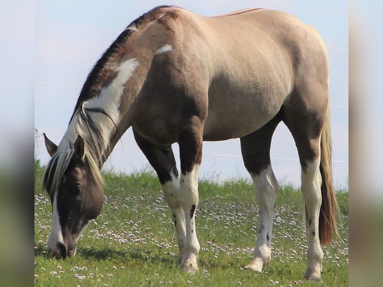American Paint Horse Ogier 4 lat 155 cm Grullo in Montalzat