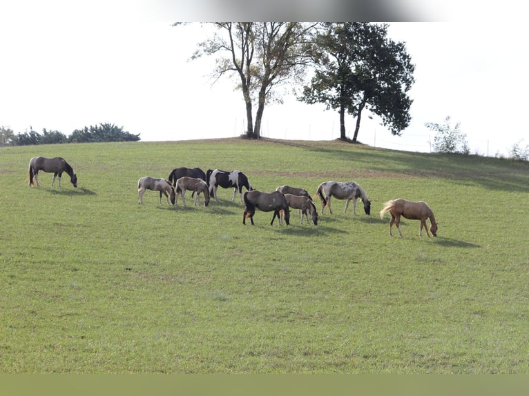 American Paint Horse Ogier 4 lat 155 cm Grullo in Montalzat