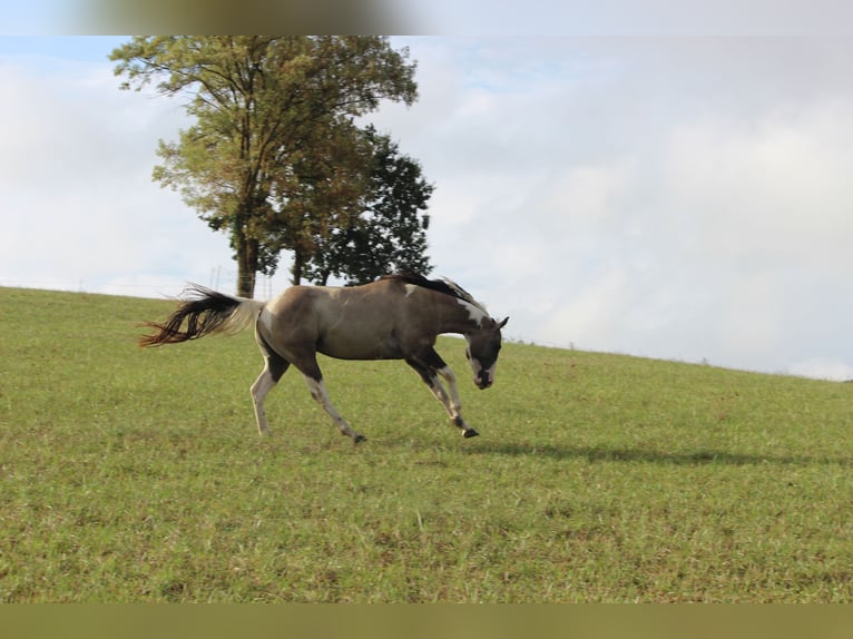 American Paint Horse Ogier 4 lat 155 cm Grullo in Montalzat