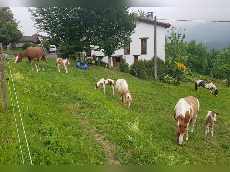 American Paint Horse Ogier 7 lat 155 cm Grullo in Abaltzisketa
