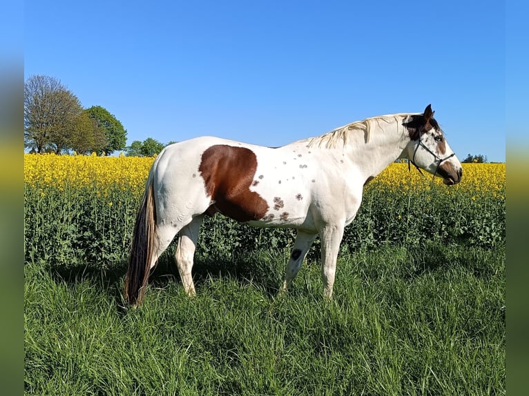 American Paint Horse Ogier 7 lat 162 cm Tovero wszelkich maści in Strmilov