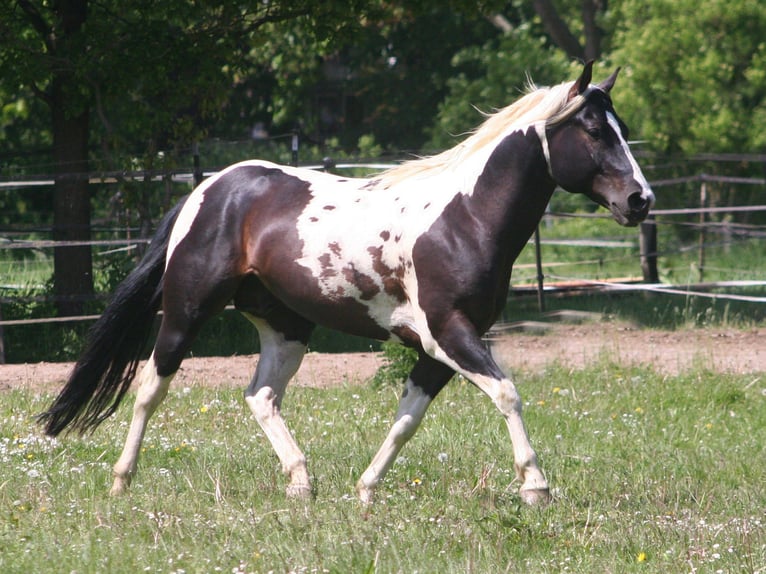 American Paint Horse Ogier Kara in DüsseldorfDüsseldorf