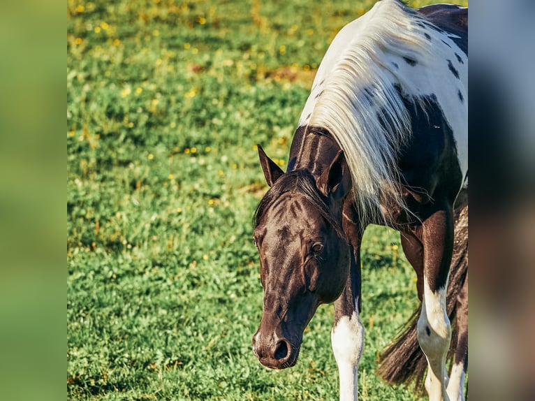 American Paint Horse Ogier in Haldenwang