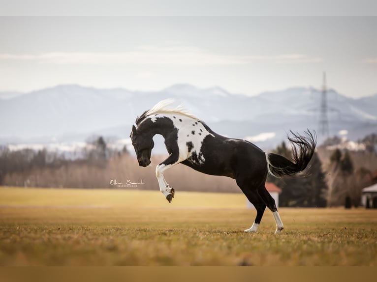 American Paint Horse Ogier in Haldenwang
