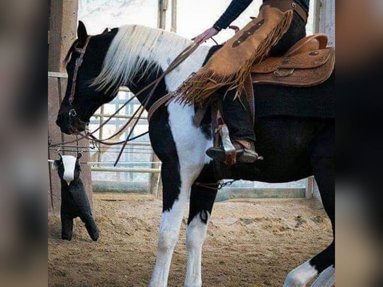 American Paint Horse Ogier in Haldenwang