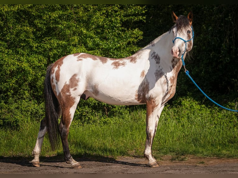 American Paint Horse Ogier Overo wszelkich maści in Ascheberg