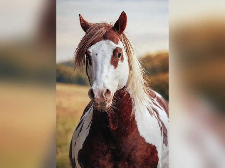 American Paint Horse Ogier Srokata in Haldenwang
