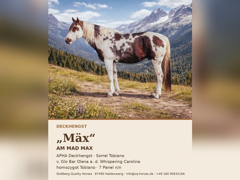 American Paint Horse Ogier Srokata in Haldenwang