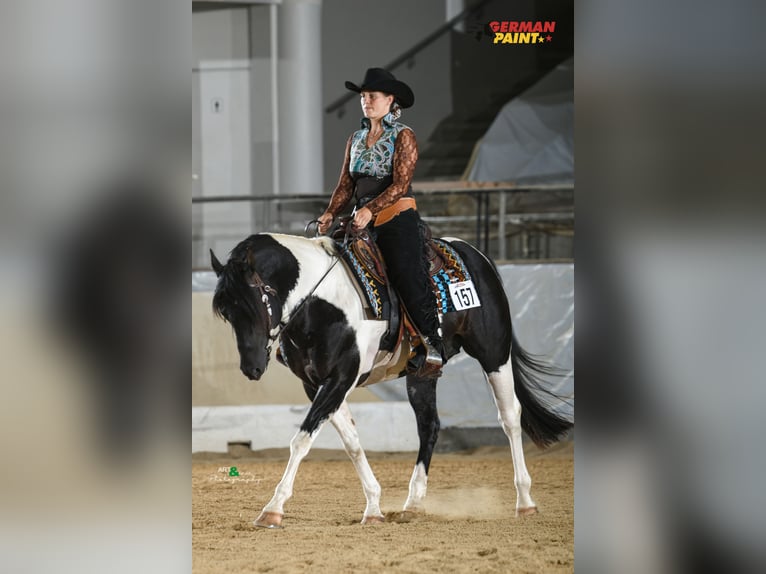 American Paint Horse Ogier Srokata in Heinrichsthal