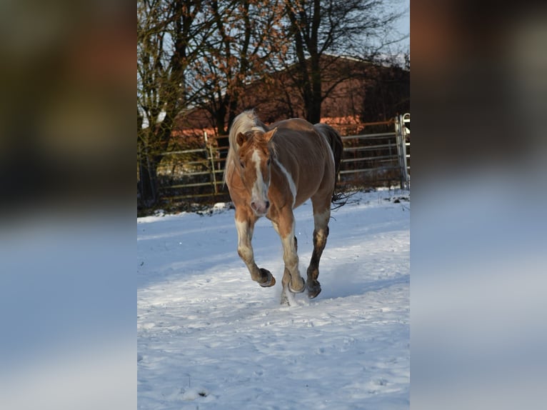 American Paint Horse Ogier Szampańska in Ascheberg