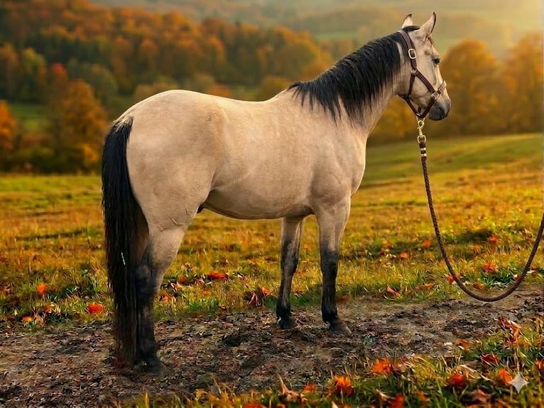 American Paint Horse Ogier Tovero wszelkich maści in Ganzlin