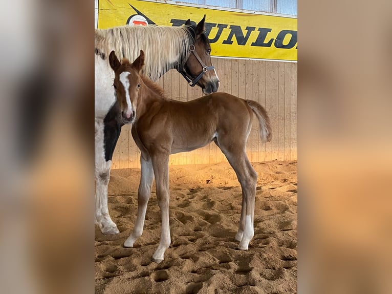 American Paint Horse Ogier Źrebak (04/2025) 148 cm Kasztanowata in Erbendorf