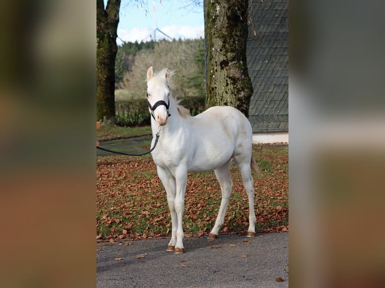 American Paint Horse Ogier Źrebak (05/2025) 150 cm Overo wszelkich maści in Hellenthal