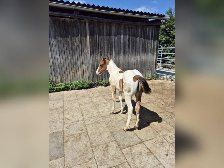 American Paint Horse Ogier Źrebak (05/2026) 150 cm Tobiano wszelkich maści in Ludwigsburg