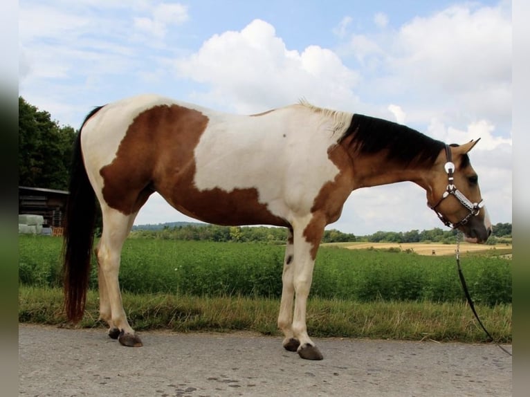 American Paint Horse Ogier Źrebak (05/2026) 150 cm Tobiano wszelkich maści in Ludwigsburg