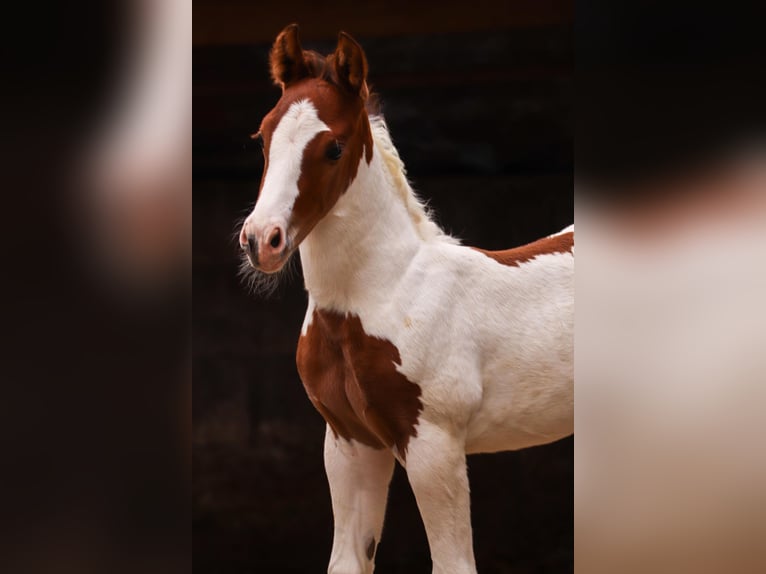 American Paint Horse Ogier Źrebak (05/2026) 150 cm Tobiano wszelkich maści in Ludwigsburg