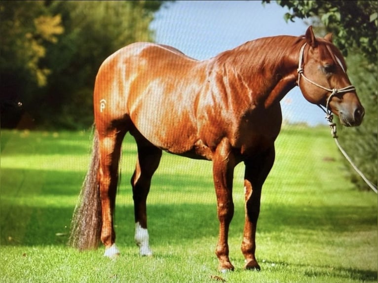 American Paint Horse Ogier Źrebak (05/2026) 150 cm Tobiano wszelkich maści in Ludwigsburg