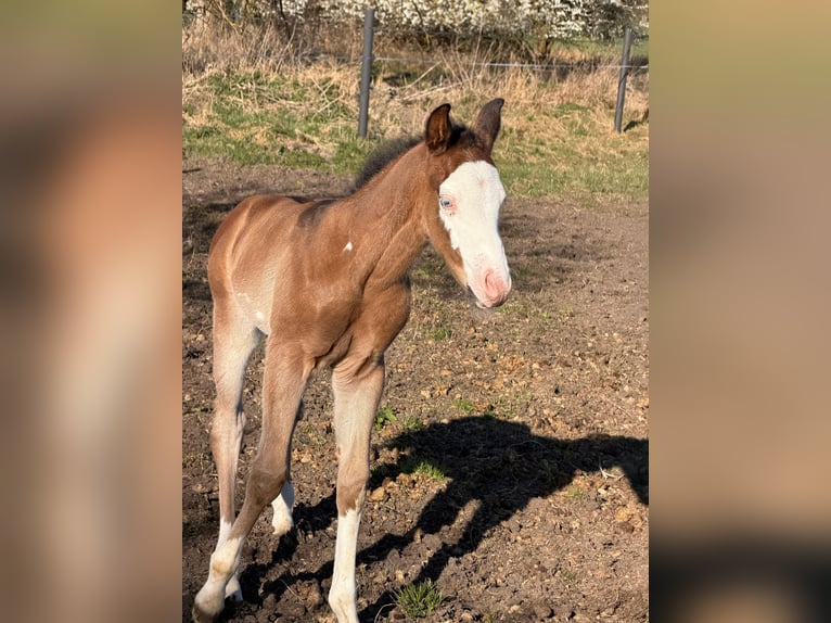 American Paint Horse Ogier Źrebak (03/2026) 153 cm Gniada in Mönchhagen