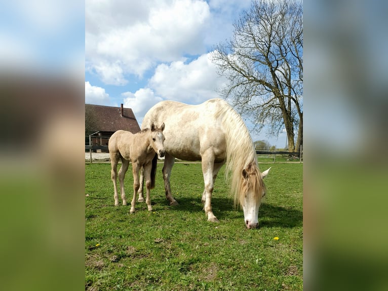 American Paint Horse Ogier Źrebak (04/2026) 153 cm Jelenia in Rödinghausen