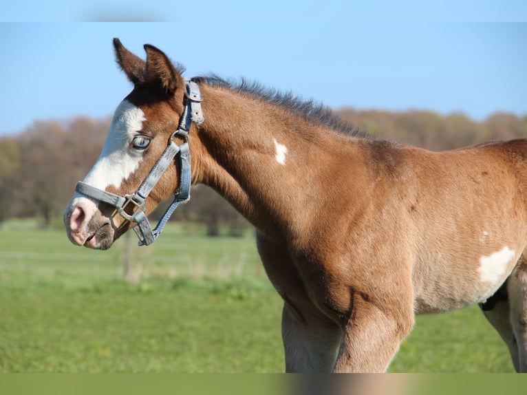 American Paint Horse Ogier Źrebak (03/2026) 153 cm  in Mönchhagen