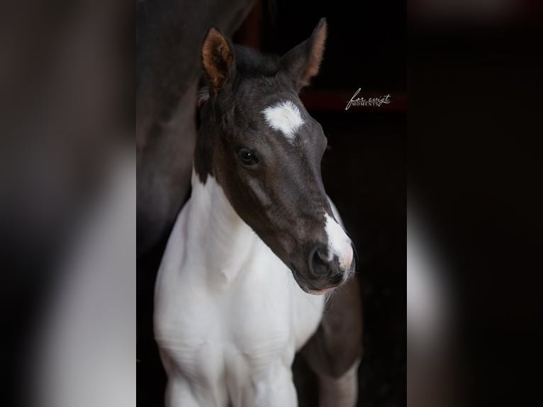 American Paint Horse Ogier Źrebak (04/2025) 154 cm Srokata in B&#xFC;ren